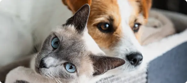 Top-Rated Pet Grooming Services and Expert Pet Groomers in Pennsylvania