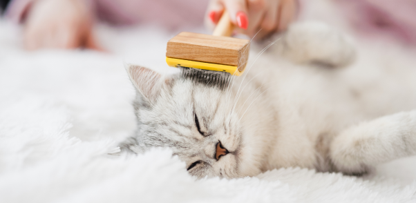 Top Cat Grooming Services and Cat Groomers in Harris