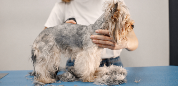 Professional Dog Grooming and Experienced Dog Groomers in Harris