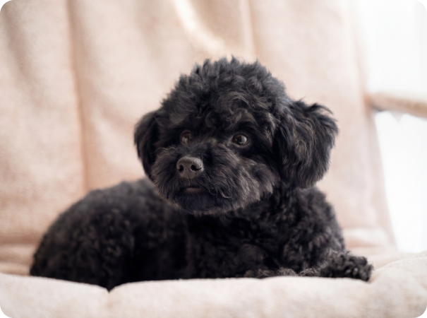 Black Dog